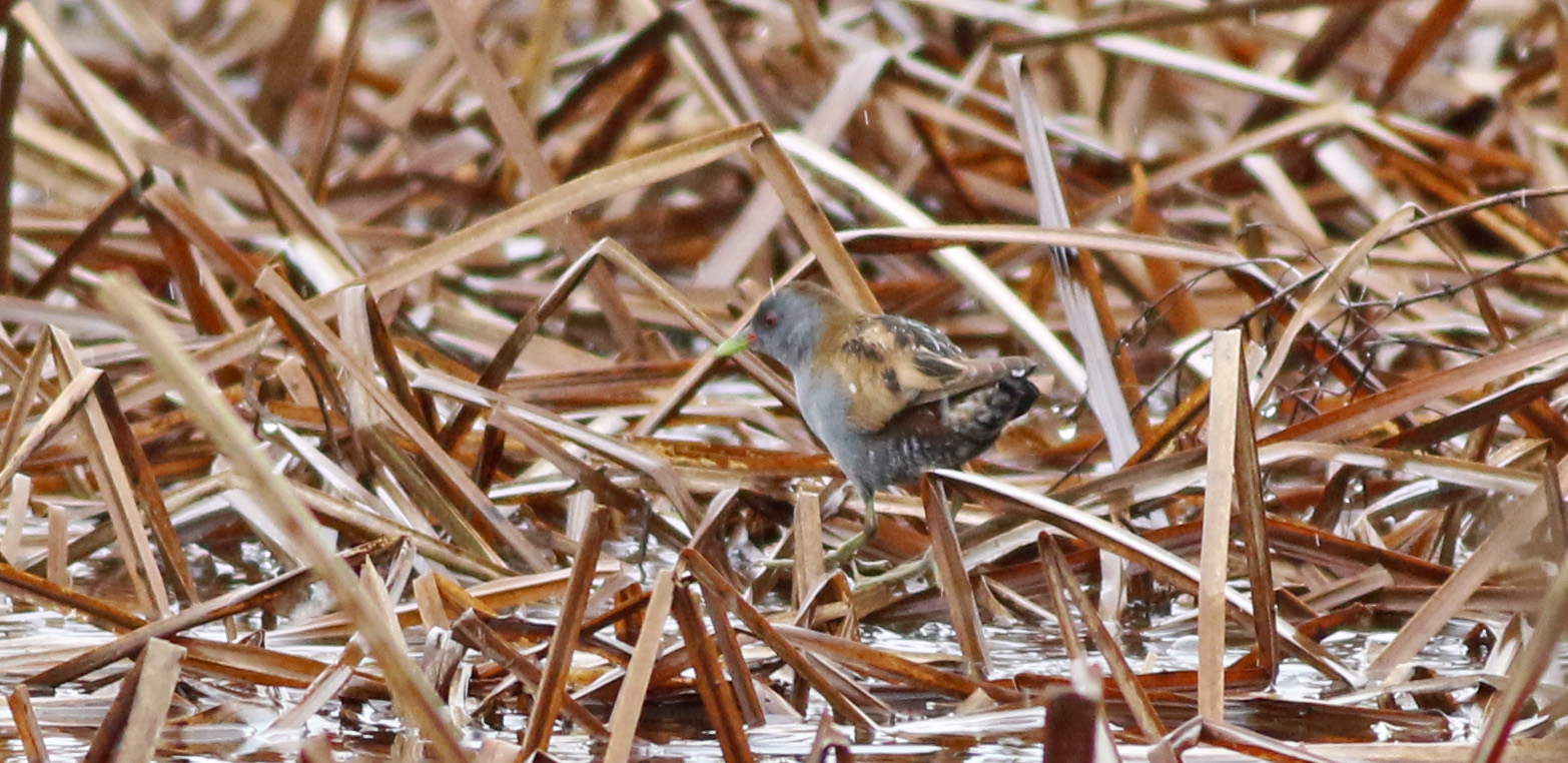 Baillon's Crake